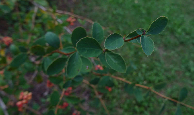 Berberis vulgaris - Berberidaceae: Crespino comune